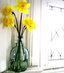 AND THE DAFFODILS LOOKED LOVELY TODAY