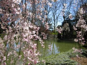 BROOKLYN BOTANIC GARDEN